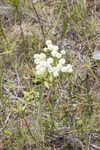 Baldwin's milkwort